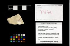 Foto (Objekt + Etikett) von Pithonoton marginatum (von Meyer, 1842)  (NHMW-GEO-2014-0194-0874)